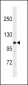 MLCK Antibody (N-term)